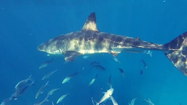 White shark and whale shark underwater in the sea