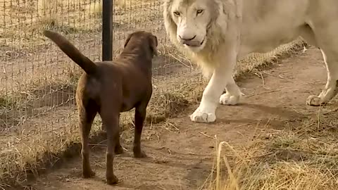 "Laugh Out Loud with Hilarious Animal Antics! 🐾"