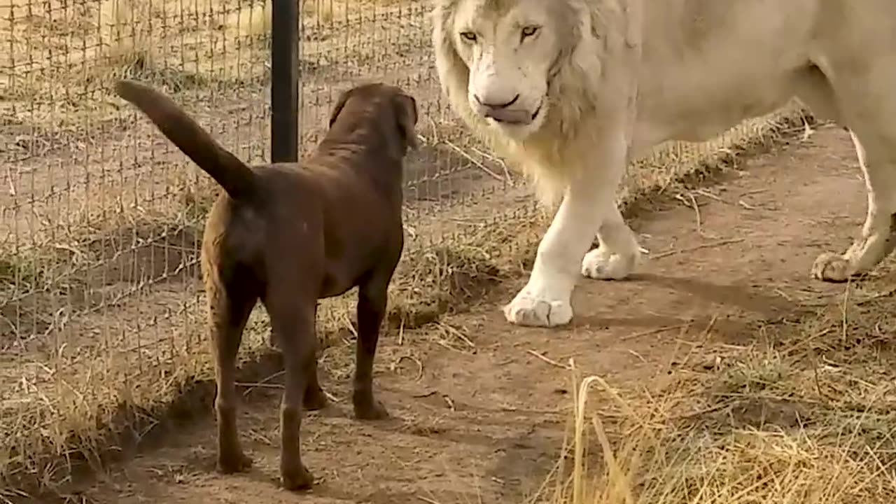 "Laugh Out Loud with Hilarious Animal Antics! 🐾"