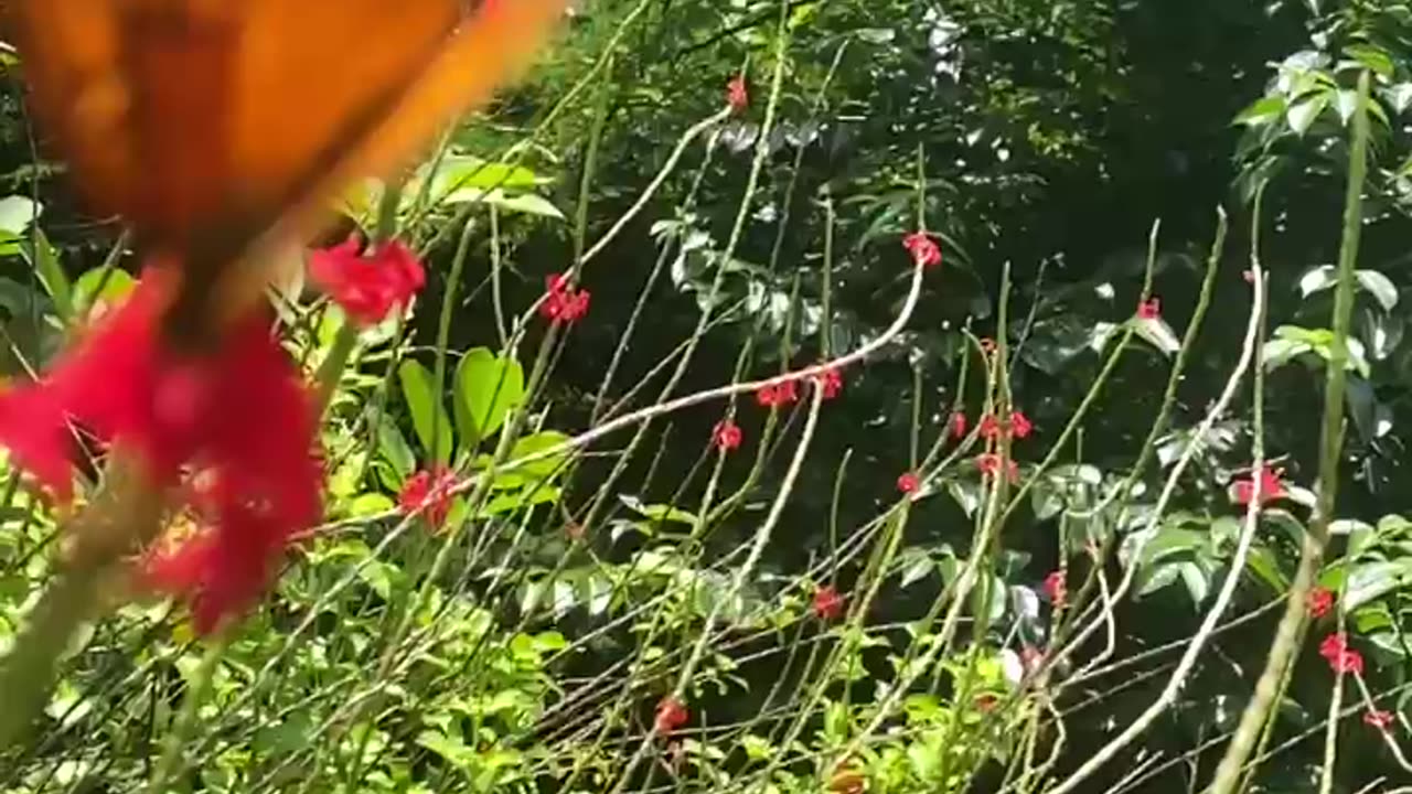 el impresionante vuelo de la mariposa Mariposa