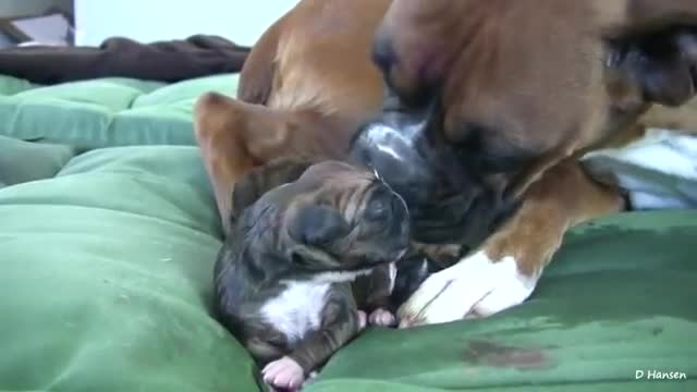 Watch the birth of a delicious dog