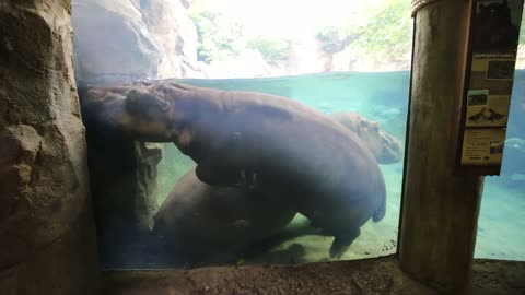 fiona between a rock ahard place she jast cracks