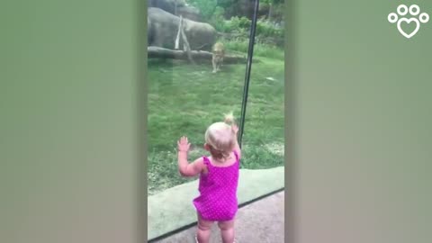 Lion tries to pounce on this little girl