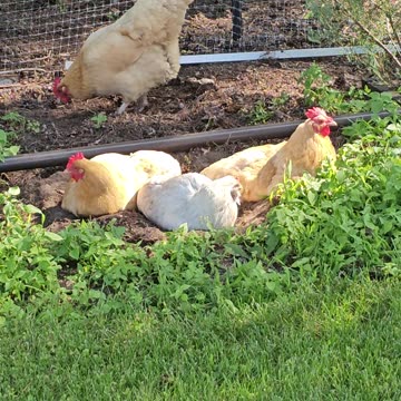 OMC! Sneaking up on a flock of little chicken hens taking a dirty dirt bath! #chickens #bath #shorts