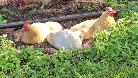 OMC! Sneaking up on a flock of little chicken hens taking a dirty dirt bath! #chickens #bath #shorts