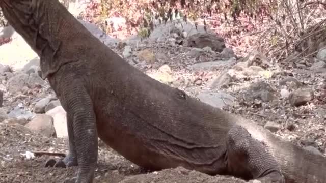 Komodo Dragons Have Shallowed 1 Goat but are still trying to find