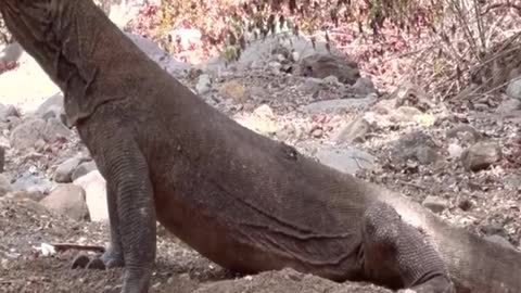 Komodo Dragons Have Shallowed 1 Goat but are still trying to find