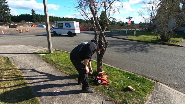 New electric chainsaw does a great job! Plus cute kids