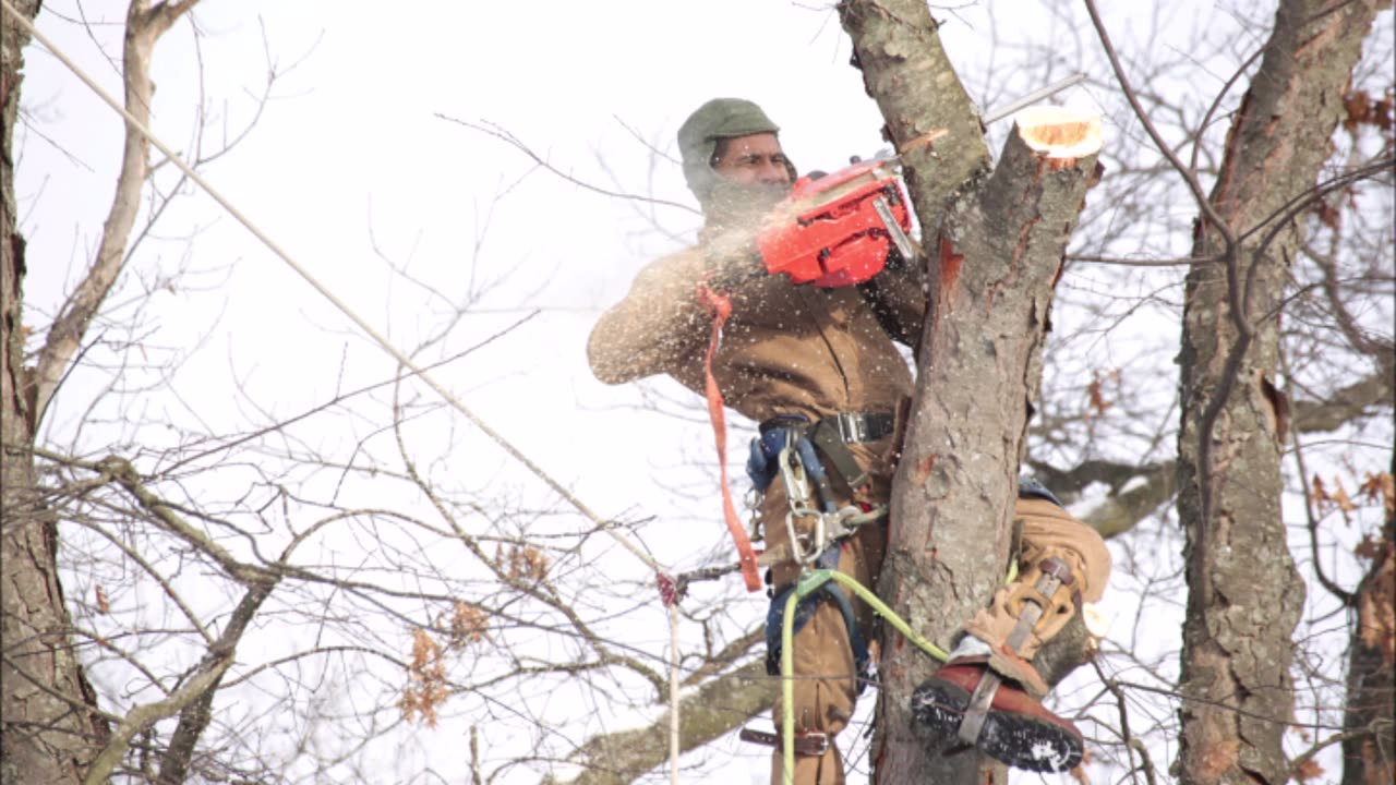 Precision Tree Service