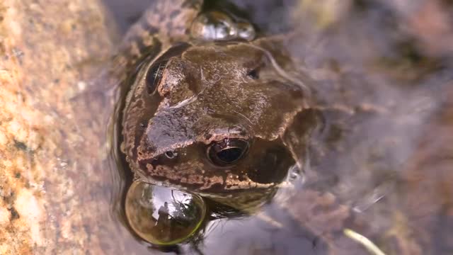 Frog - 7114