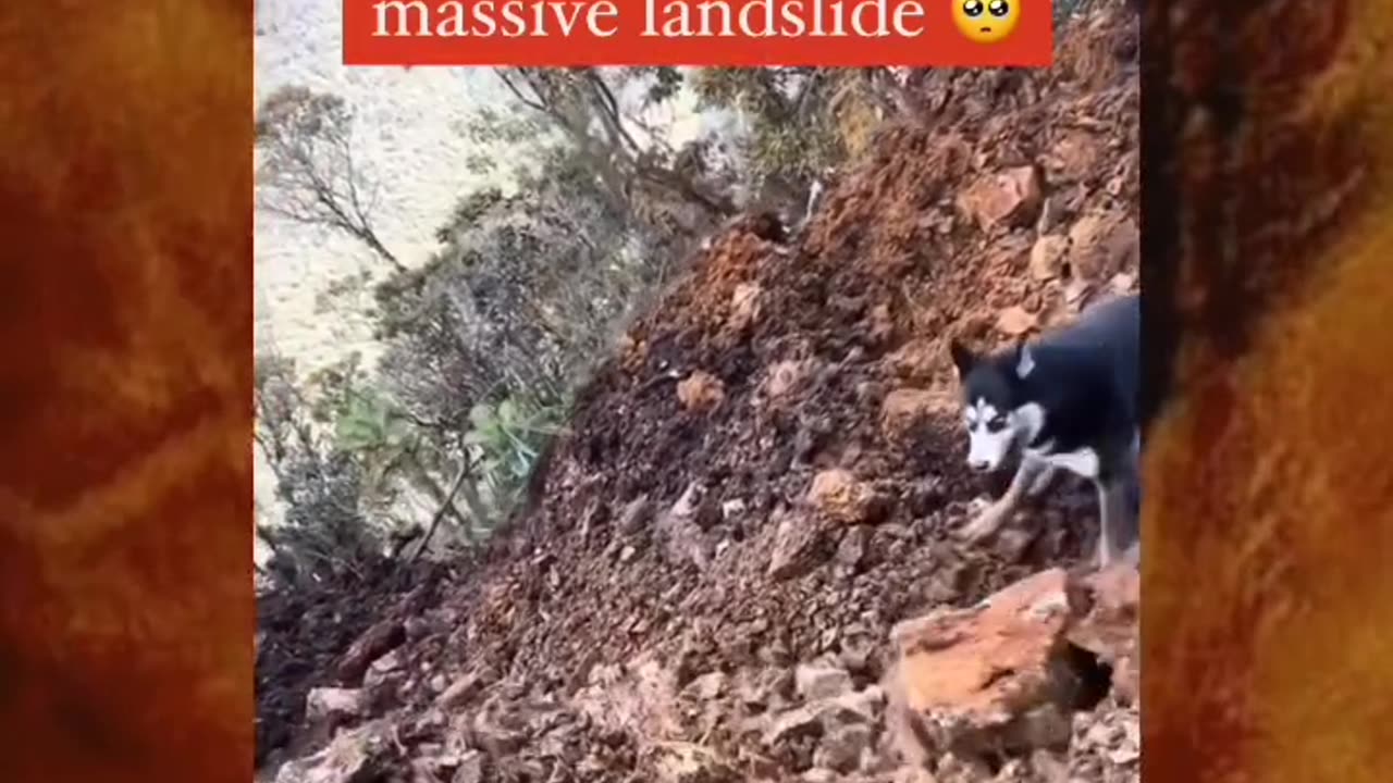 Dog caught by a landslide 😭💔🙏