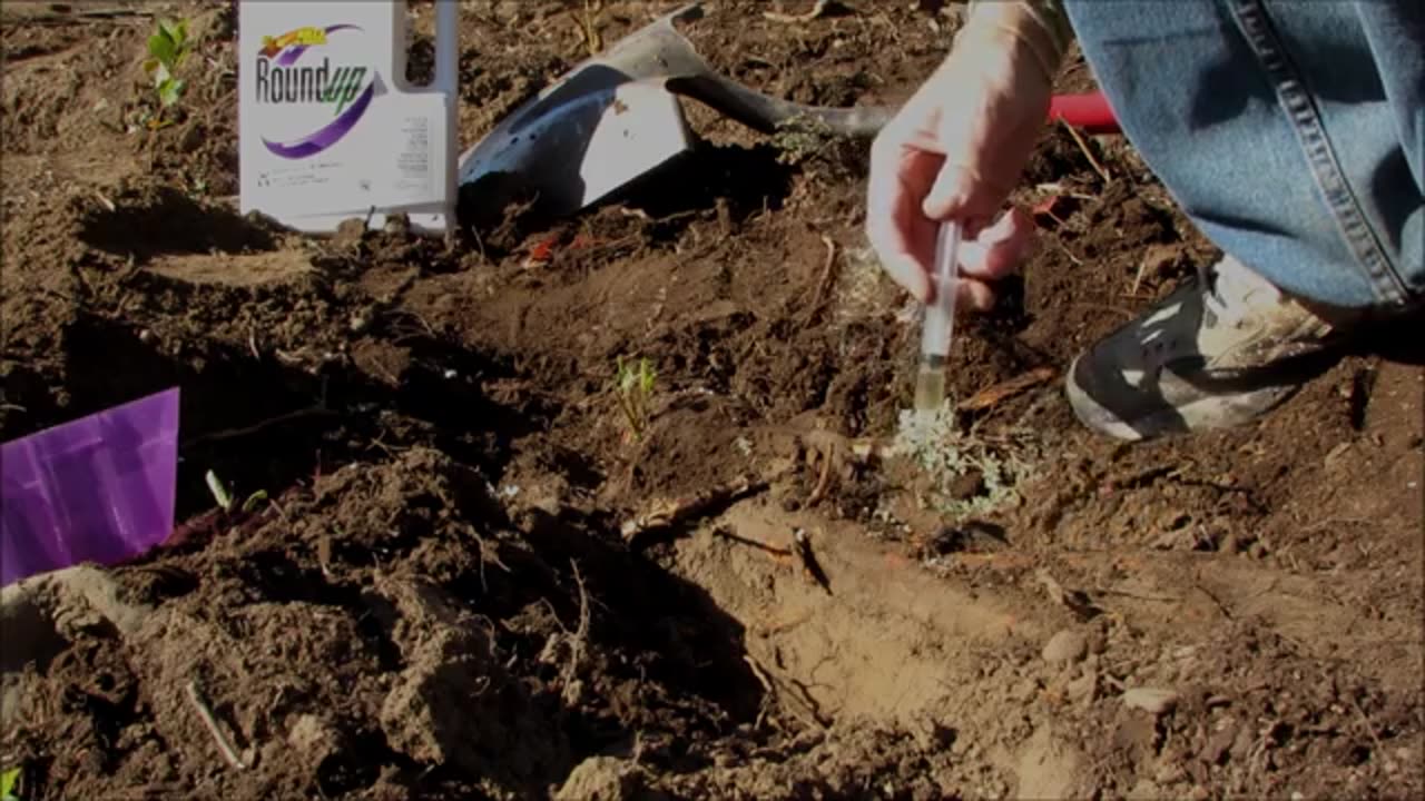 WOOD How to Poison Tree Root Suckers Left From Cutting Down Tree using Roundup