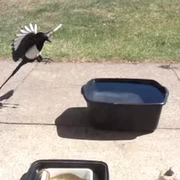 A magpie bird drinks