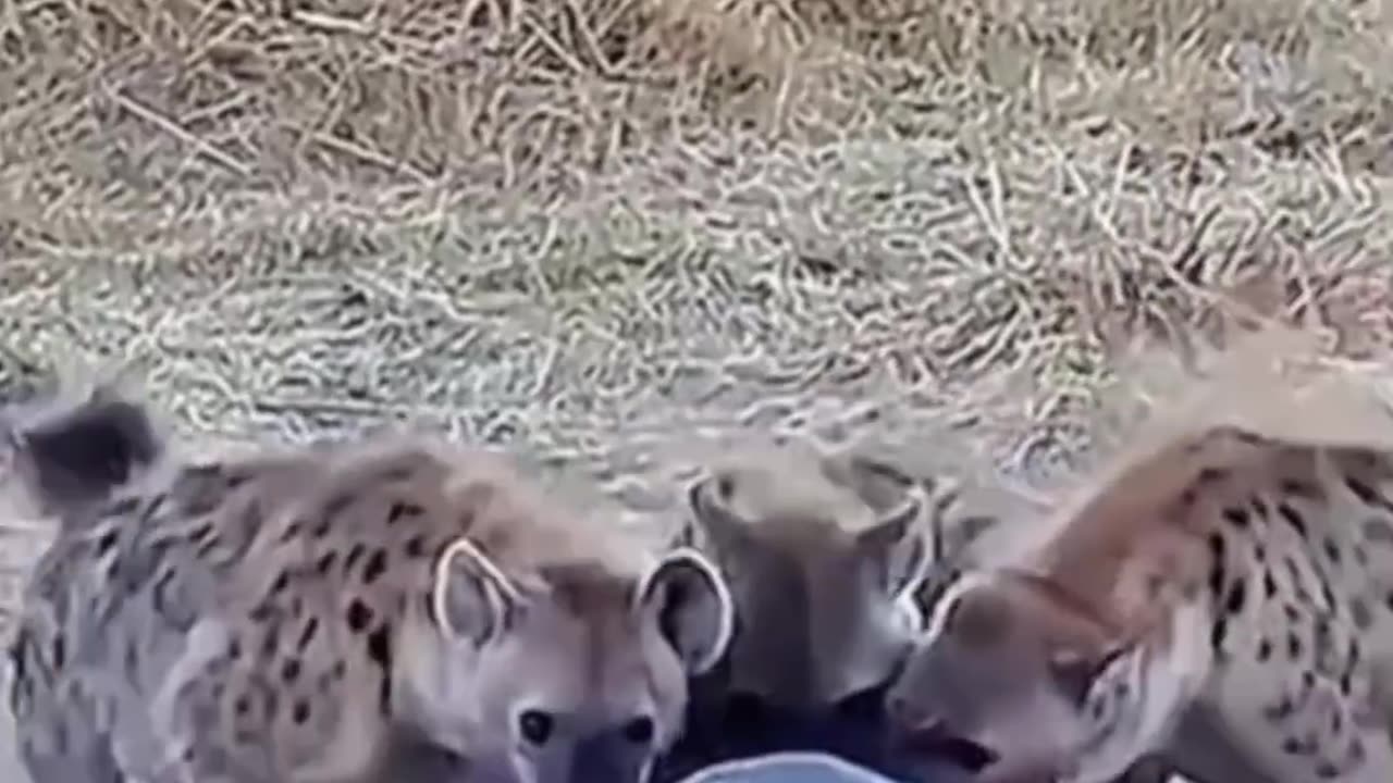 Hyenas attacked on hippo #shorts #shortvideo #video #virals #videoviral