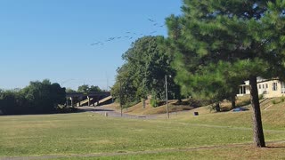 Geese Flying Over Tulsa, OK