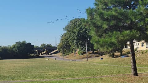 Geese Flying Over Tulsa, OK