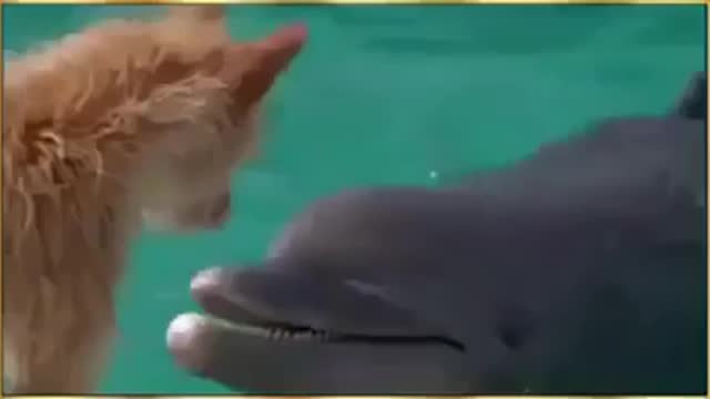 Animal World Dolphins save dog from shark