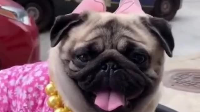 Top funny cute dog video and tiktok compilation#short