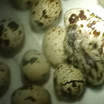 Baby quail hatching