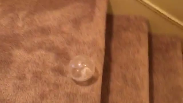 White hamster in ball rolling down staircase