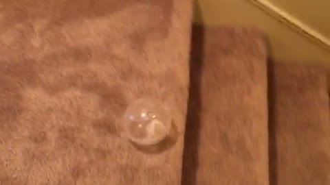 White hamster in ball rolling down staircase