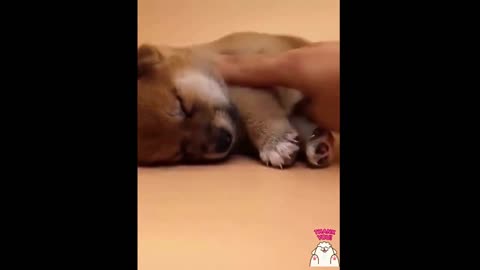 Funny and cute cats and dogs 2024 compilation