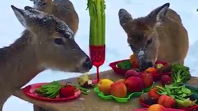 Table manners of deer 🦌