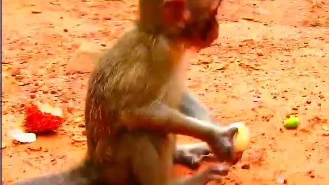 ADORABLE BABY MONKEY SANISSA EAT DELICIOUS FRUITS- Monkey Animals 038