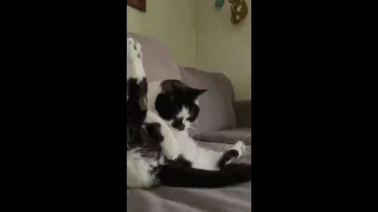 FUNNY CATS, DOGS 🐱🐶 and other CUTE ANIMALS 🐾 Funniest Animal Videos 2023