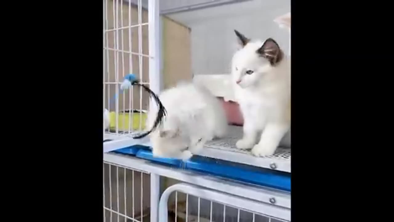 Cat videos cute cats kittens 😻🐾 3