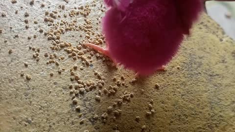 Cute Pink chicken baby