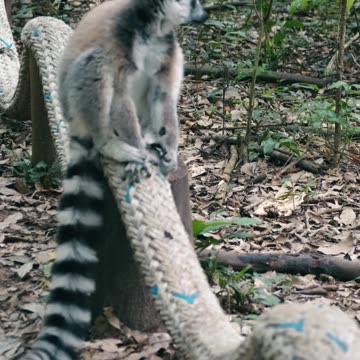 Comments animal name