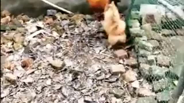 Chicken and dog fun