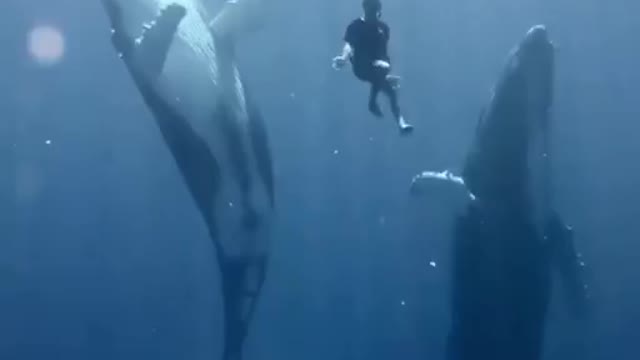 Today you won't see anything cuter than the dance of two whales and a diver in French Polynesia.