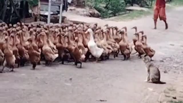 Video of a group of ducks scared of cute cats