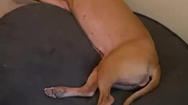 Lazy Pitt Bull (sound on)