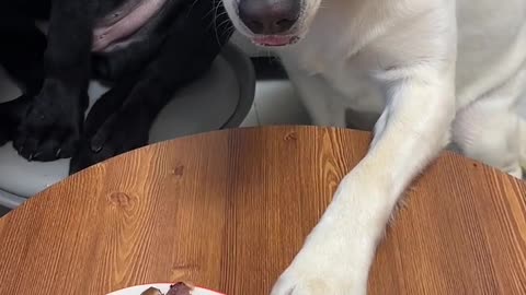 Dog: Whatever Other Dogs Have, I Want Too!