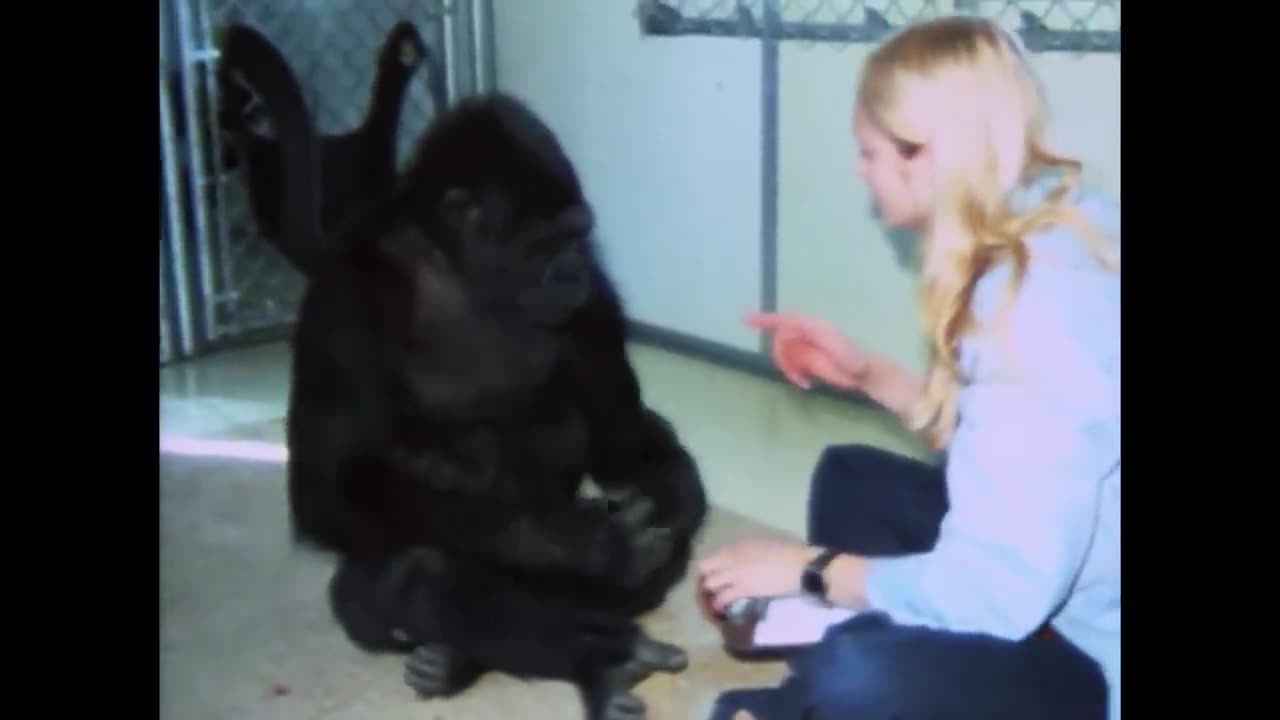 Did you know there's a talking gorilla?