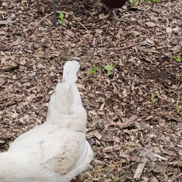 OMC! A glimpse of Whitey & Brownie! 🥰🐔🐔 #Whitey #Brownie #chickens #shorts #glimpse #loop