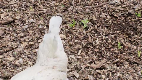 OMC! A glimpse of Whitey & Brownie! 🥰🐔🐔 #Whitey #Brownie #chickens #shorts #glimpse #loop