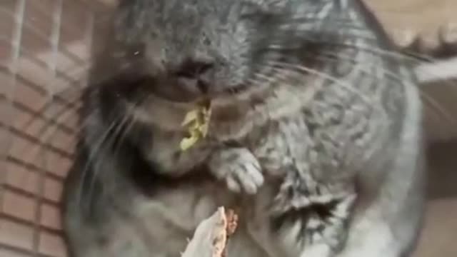 The Chinchilla Has One Very Interesting Defensive Reaction... | #Shorts #interestingfacts