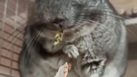 The Chinchilla Has One Very Interesting Defensive Reaction... | #Shorts #interestingfacts