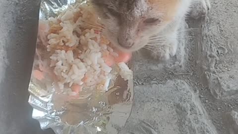 Homeless cat😥😥😥