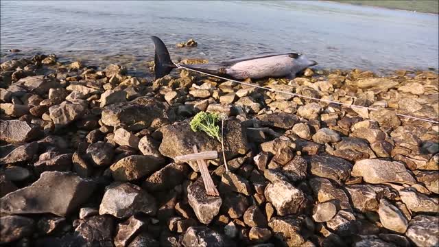 More izbacilo mrtvog dupina