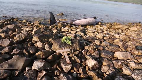 More izbacilo mrtvog dupina