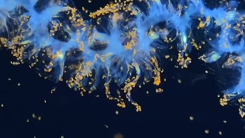 MORE THAN 100 NEW SPECIES FOUND IN UNDER WATER SOUTH PACIFIC OCEAN