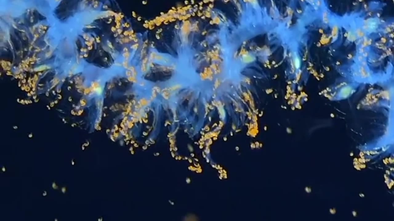 MORE THAN 100 NEW SPECIES FOUND IN UNDER WATER SOUTH PACIFIC OCEAN