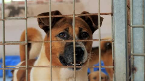 Portrait of sad mixed breed dog behind the fences. Dog in a shelter or an animal nursery