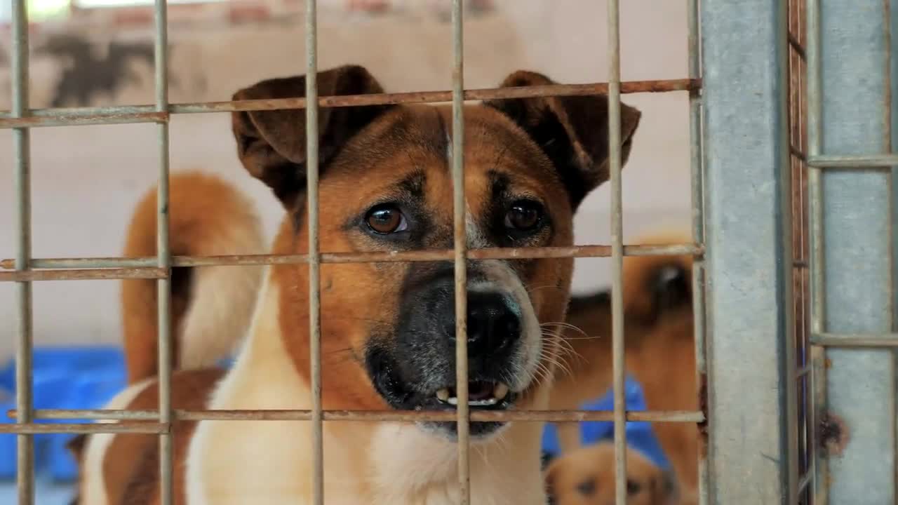 Portrait of sad mixed breed dog behind the fences. Dog in a shelter or an animal nursery