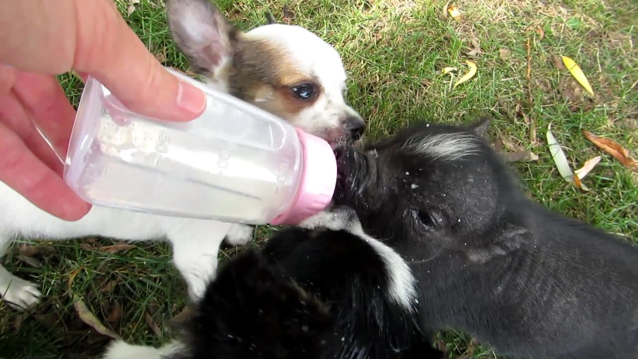 Feeding Baby Piglet